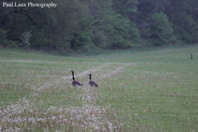 Geese in a field